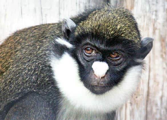 動物図鑑・ショウハナジログエノン